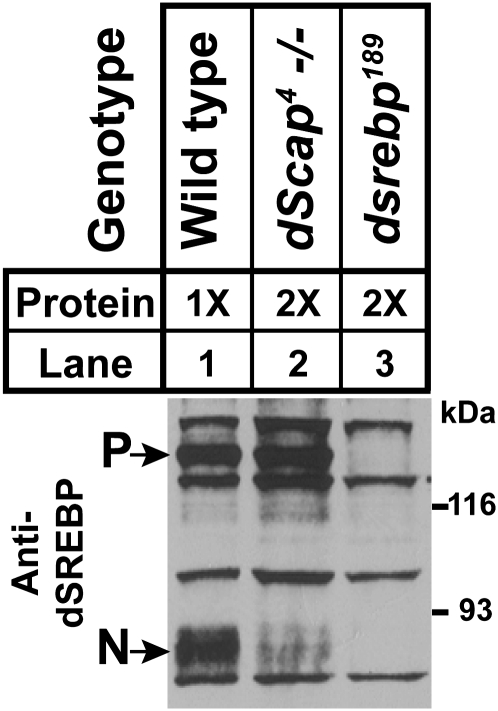 Figure 3.—