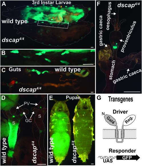 Figure 4.—