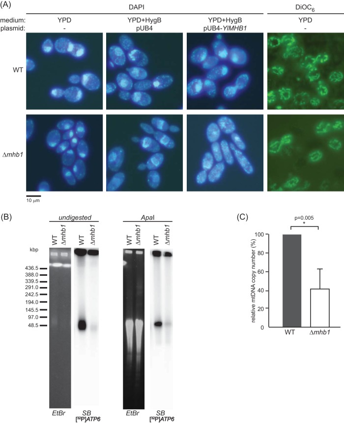 FIG 3