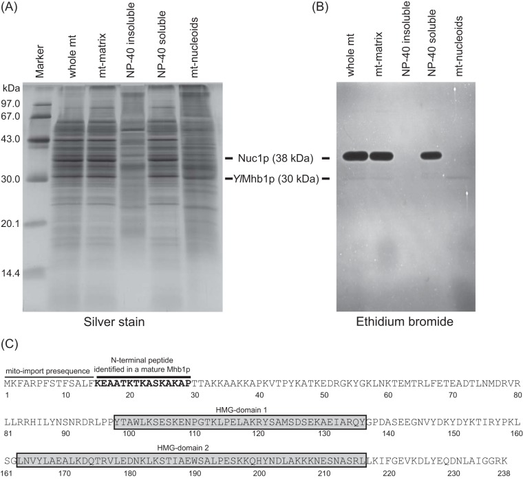 FIG 1