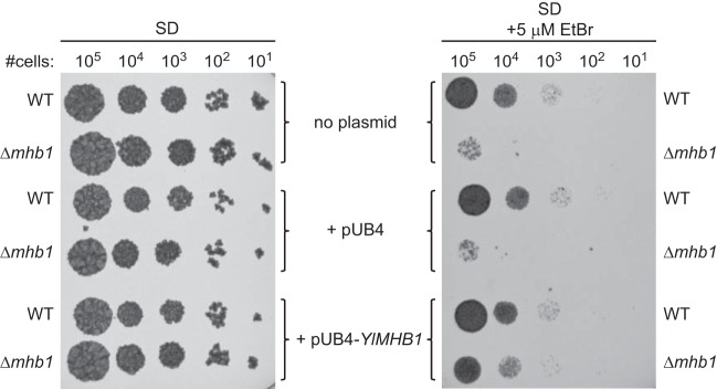 FIG 4