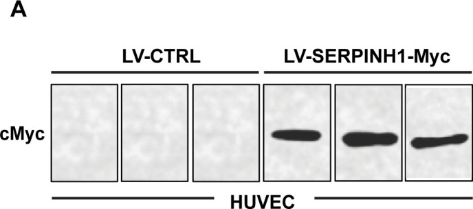 Figure 5—figure supplement 1.