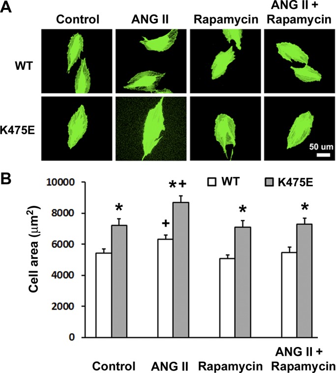 Fig. 8.