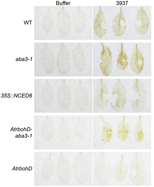 FIGURE 6