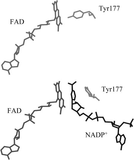 FIGURE 1