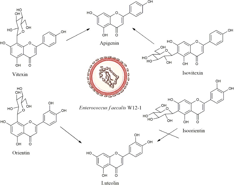 Fig. 1