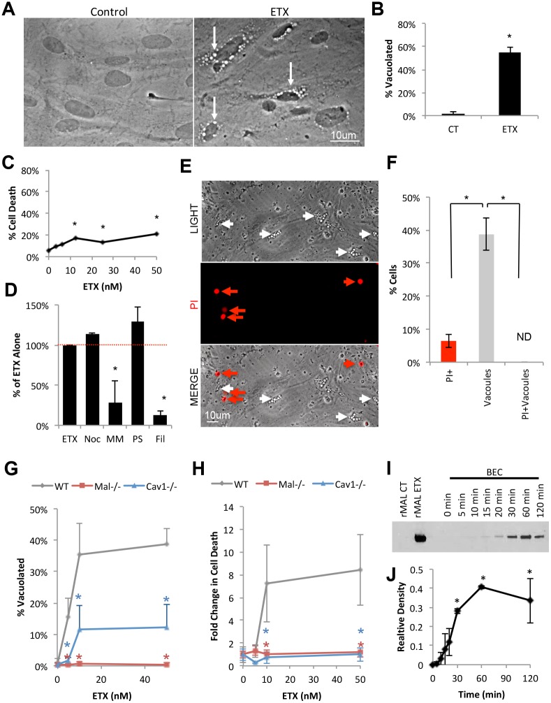 Fig 10