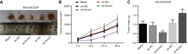 Figure 7