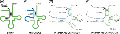 FIGURE 1.