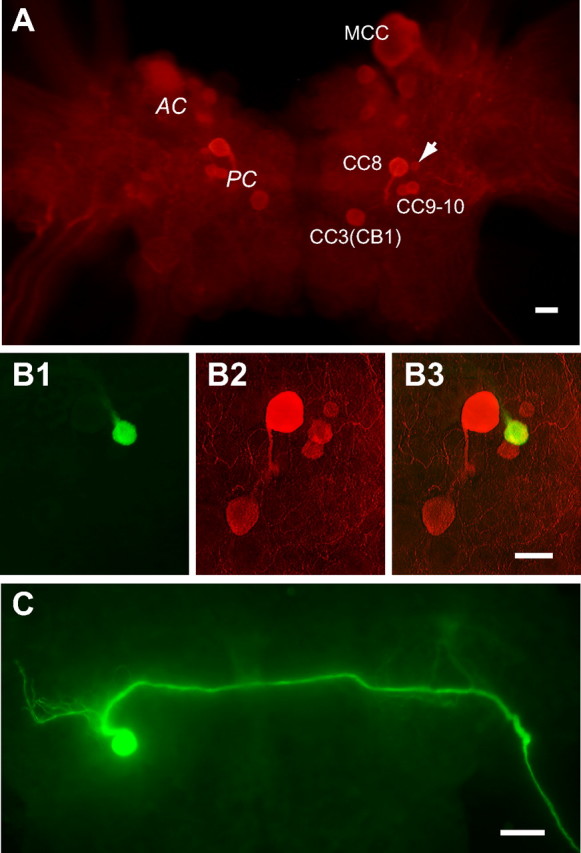 Figure 1.