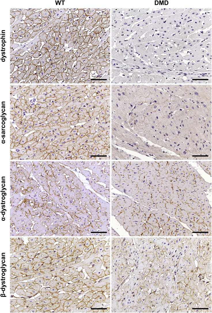 Figure 6