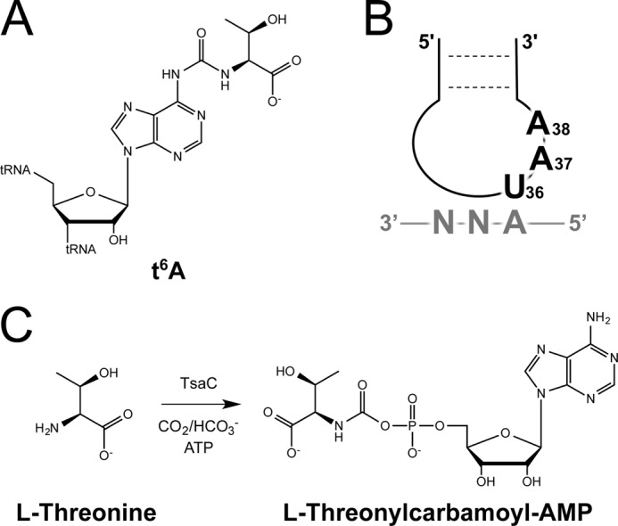 FIGURE 1.