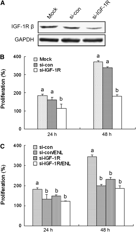 FIGURE 5 