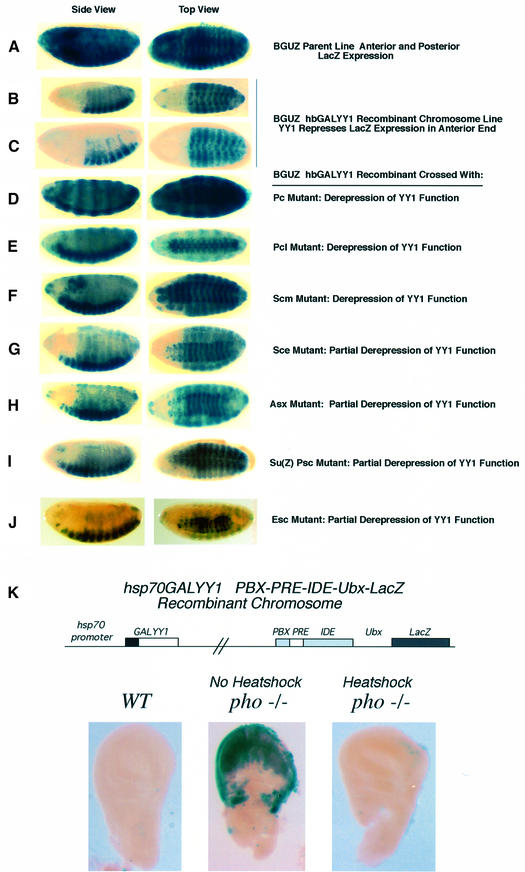 graphic file with name cdg124f5.jpg