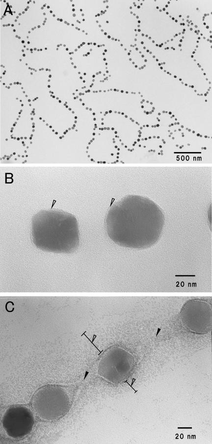 FIG.1.