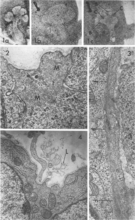 graphic file with name pnas00097-0116-a.jpg