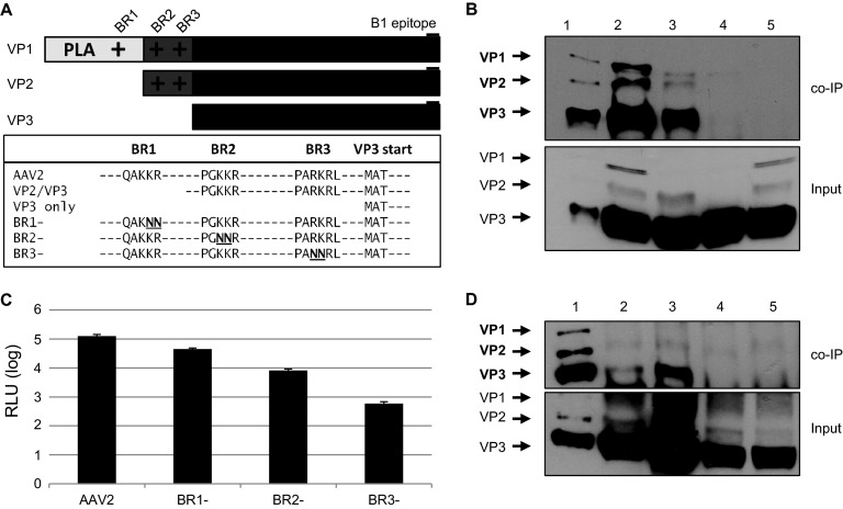 FIG 6