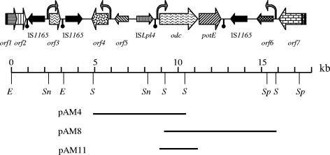 FIG. 1.