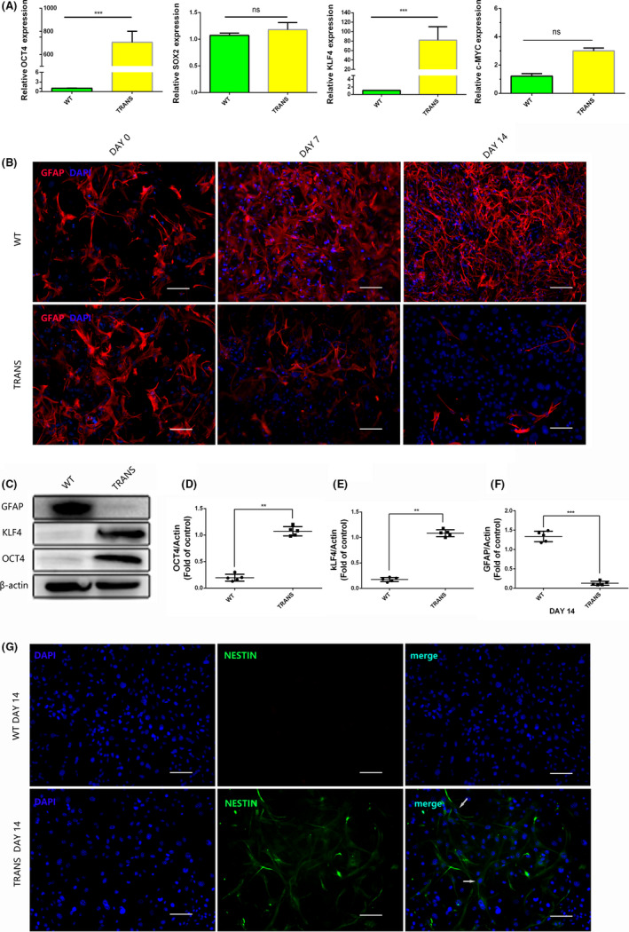 FIGURE 4