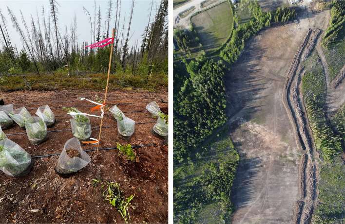 graphic file with name pnas.2500926122unfig02.jpg