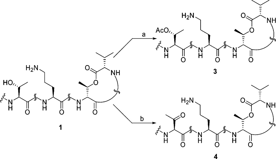 Scheme 2