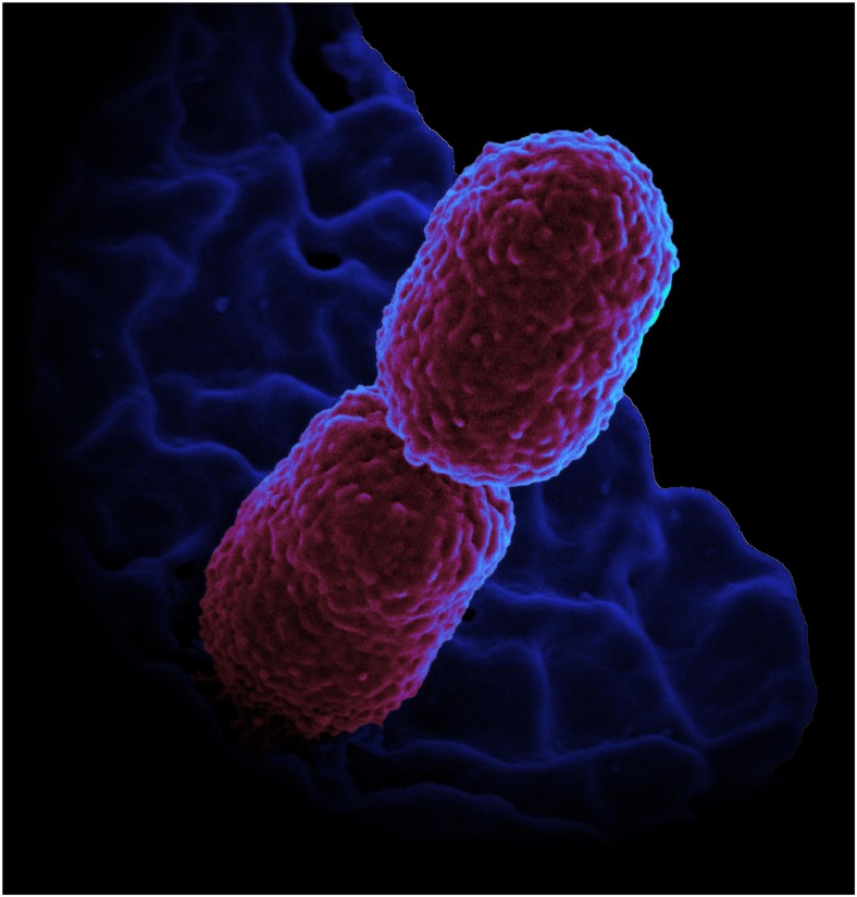 graphic file with name pnas.2000108117fig02.jpg