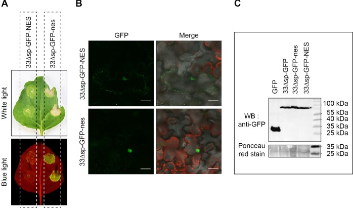 Fig 8