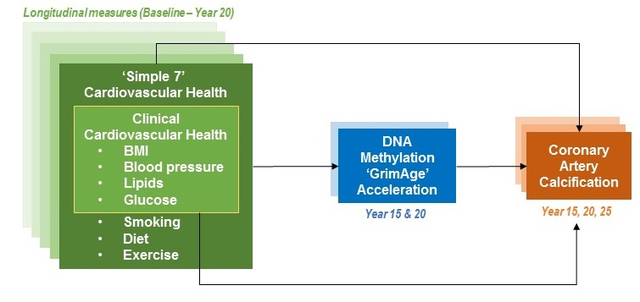 graphic file with name nihms-1735939-f0001.jpg