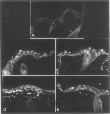 graphic file with name pnas00105-0092-a.jpg