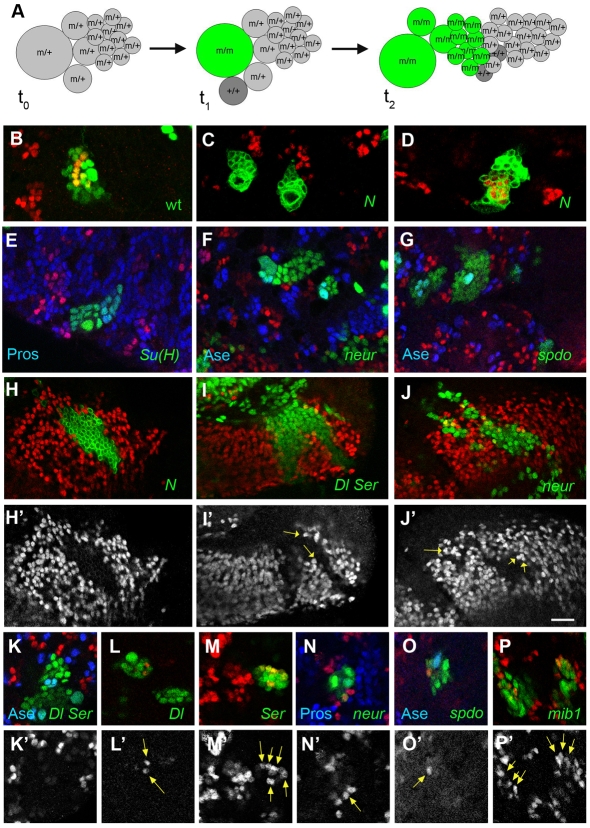 Fig. 4: