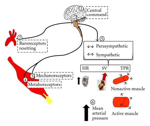 Blood Pressure Control At Rest And During Exercise In Obese Children 