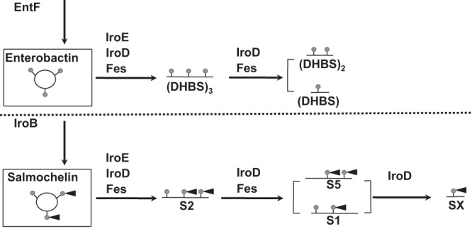 FIG 6