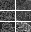 Fig. (1)