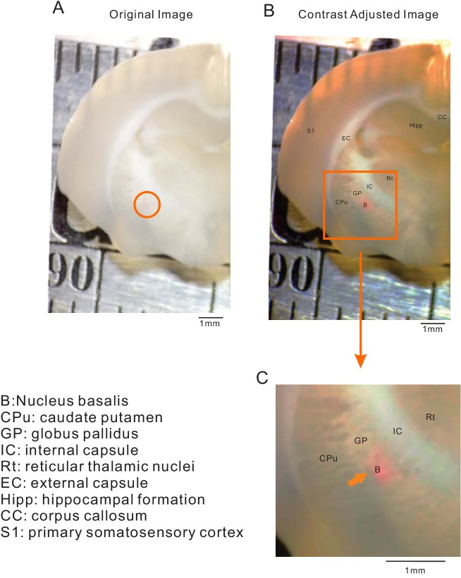 Figure 1—figure supplement 3.