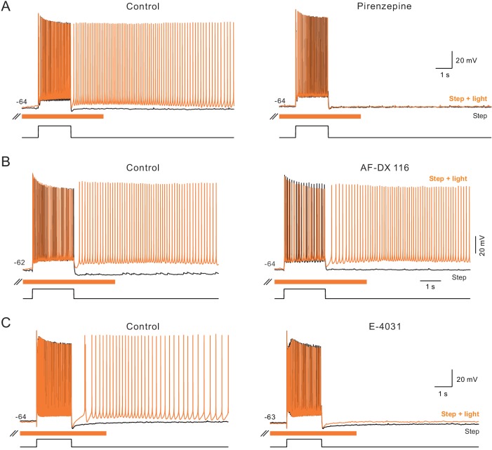 Figure 7—figure supplement 1.