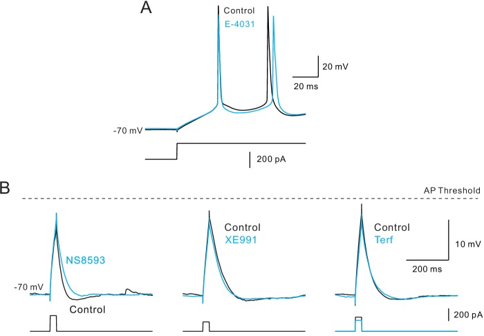 Figure 5—figure supplement 4.