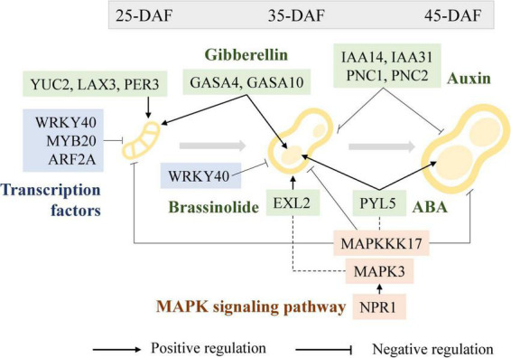 FIGURE 11