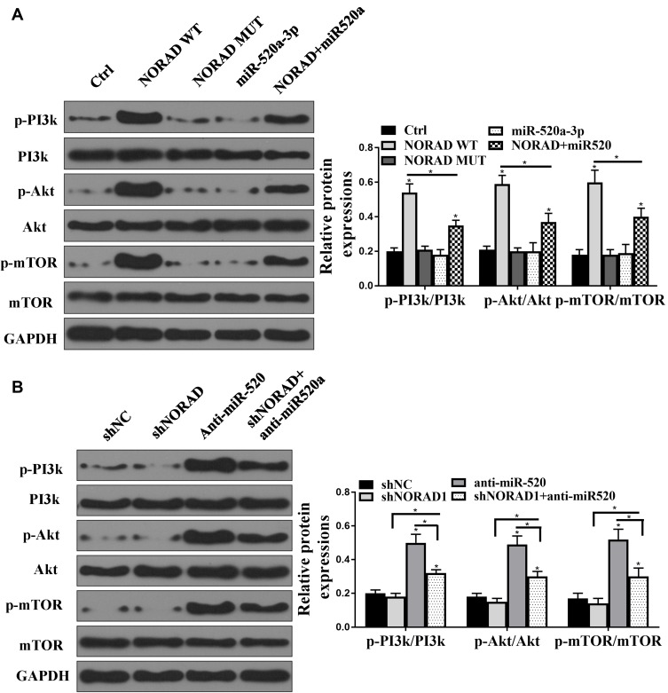 The lncRNA NORAD/miR-520a-3p Facilitates Malignancy in Non-Small Cell ...