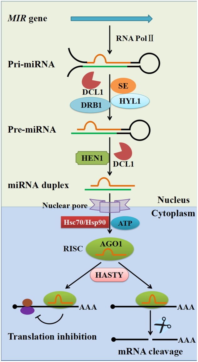 FIGURE 1