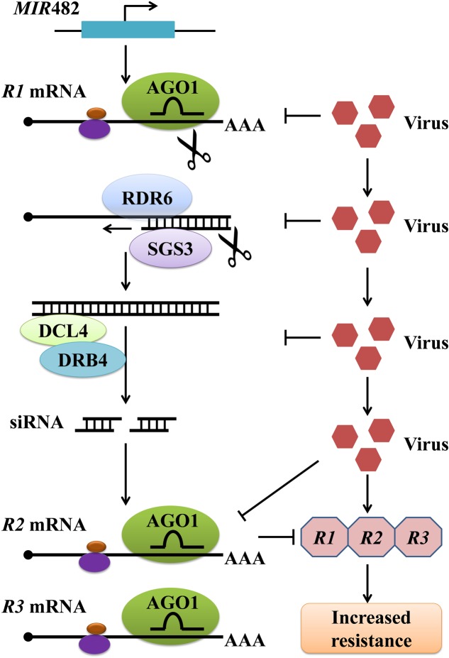 FIGURE 2