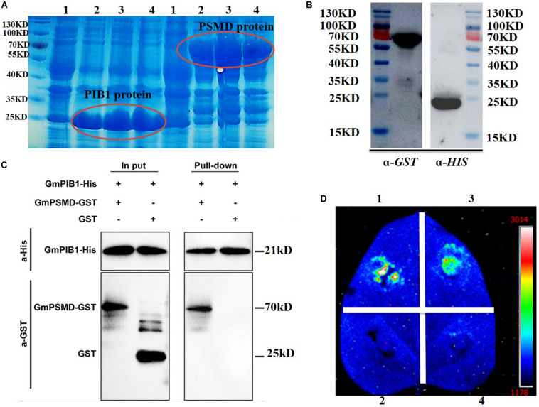 FIGURE 2