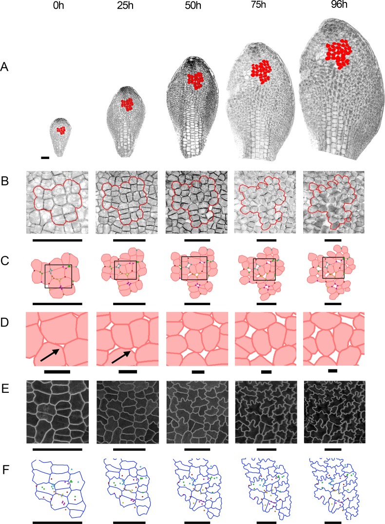 Fig 5