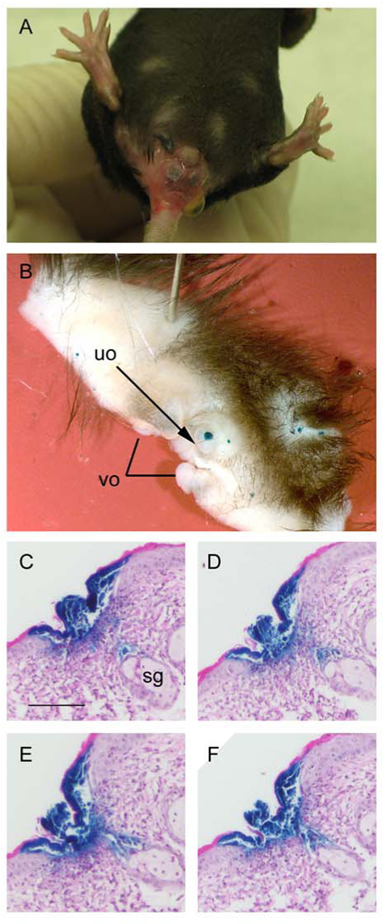 Figure 5.