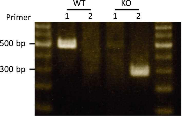 FIGURE 1