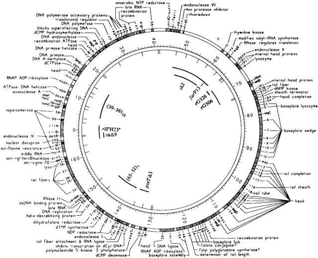 Figure 4.—