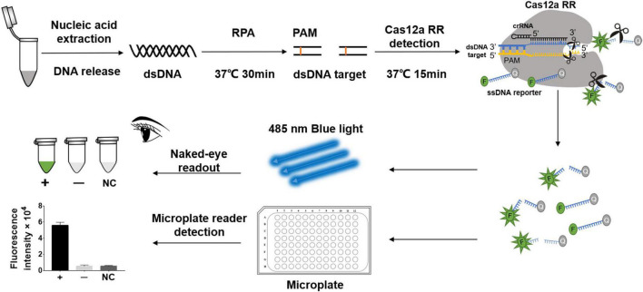 FIGURE 1