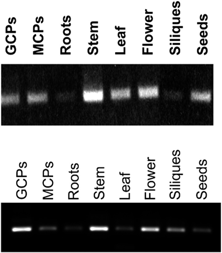 Figure 5A.