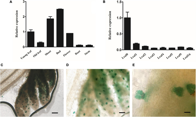 FIGURE 2