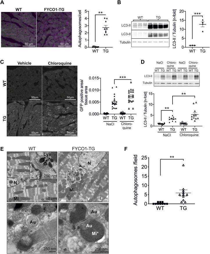 Figure 6