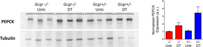 Figure 4—figure supplement 1.